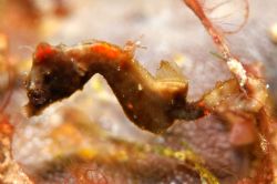 Pygmy seahorse. by Steve Kuo 